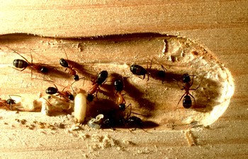 Carpenter Ants