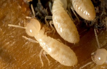 Termites